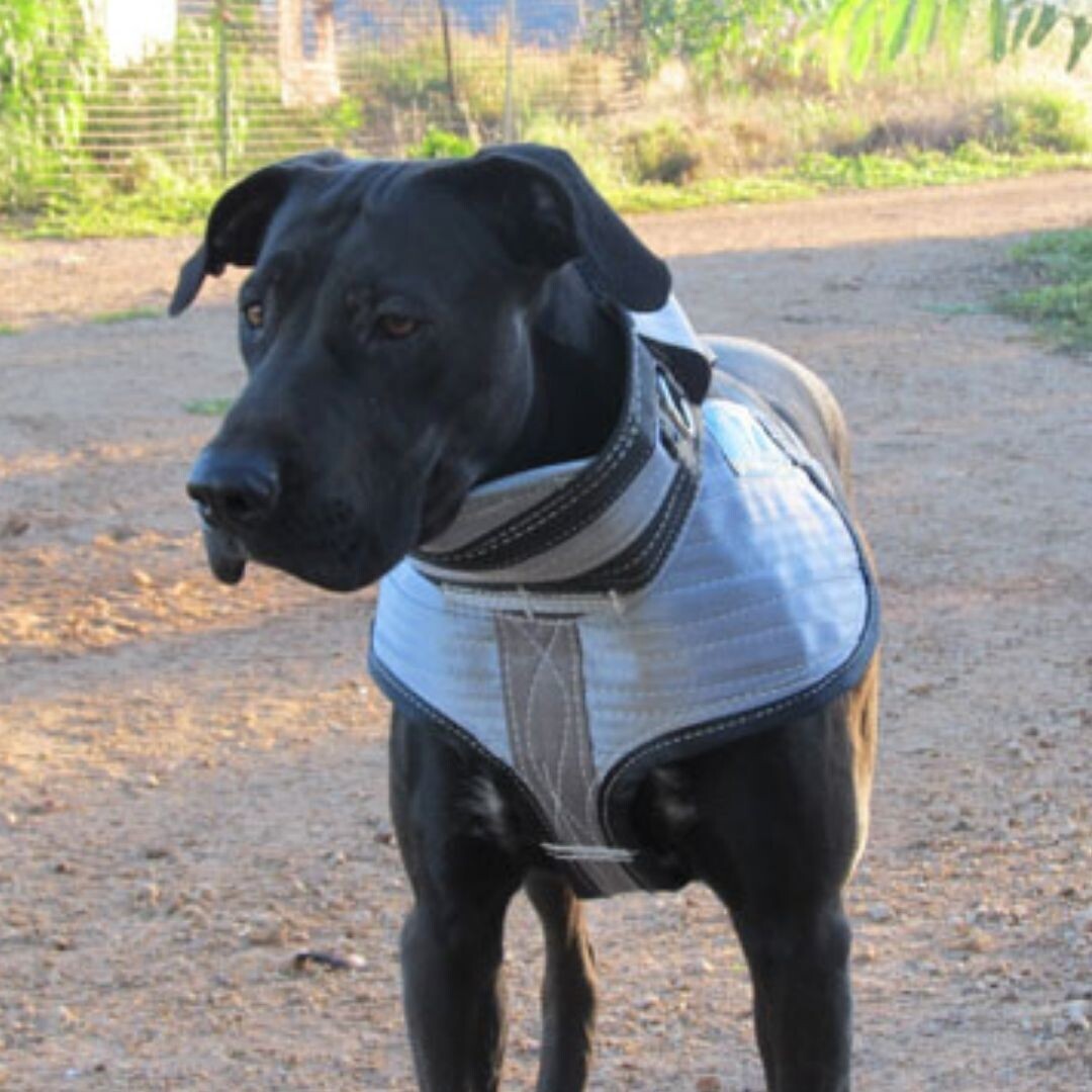 Duncans 3/4 Collar S