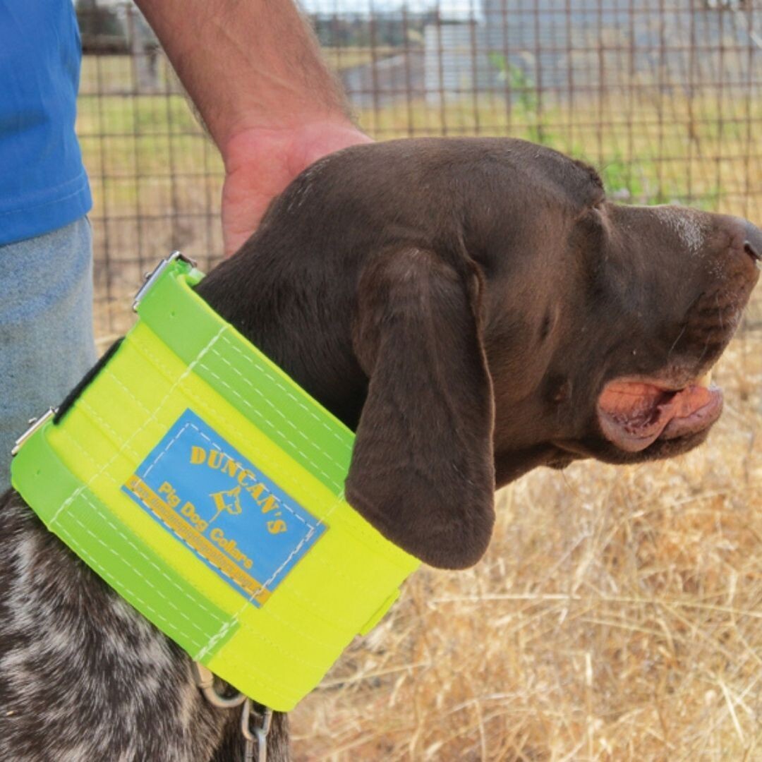 Duncans Neck Collar Small