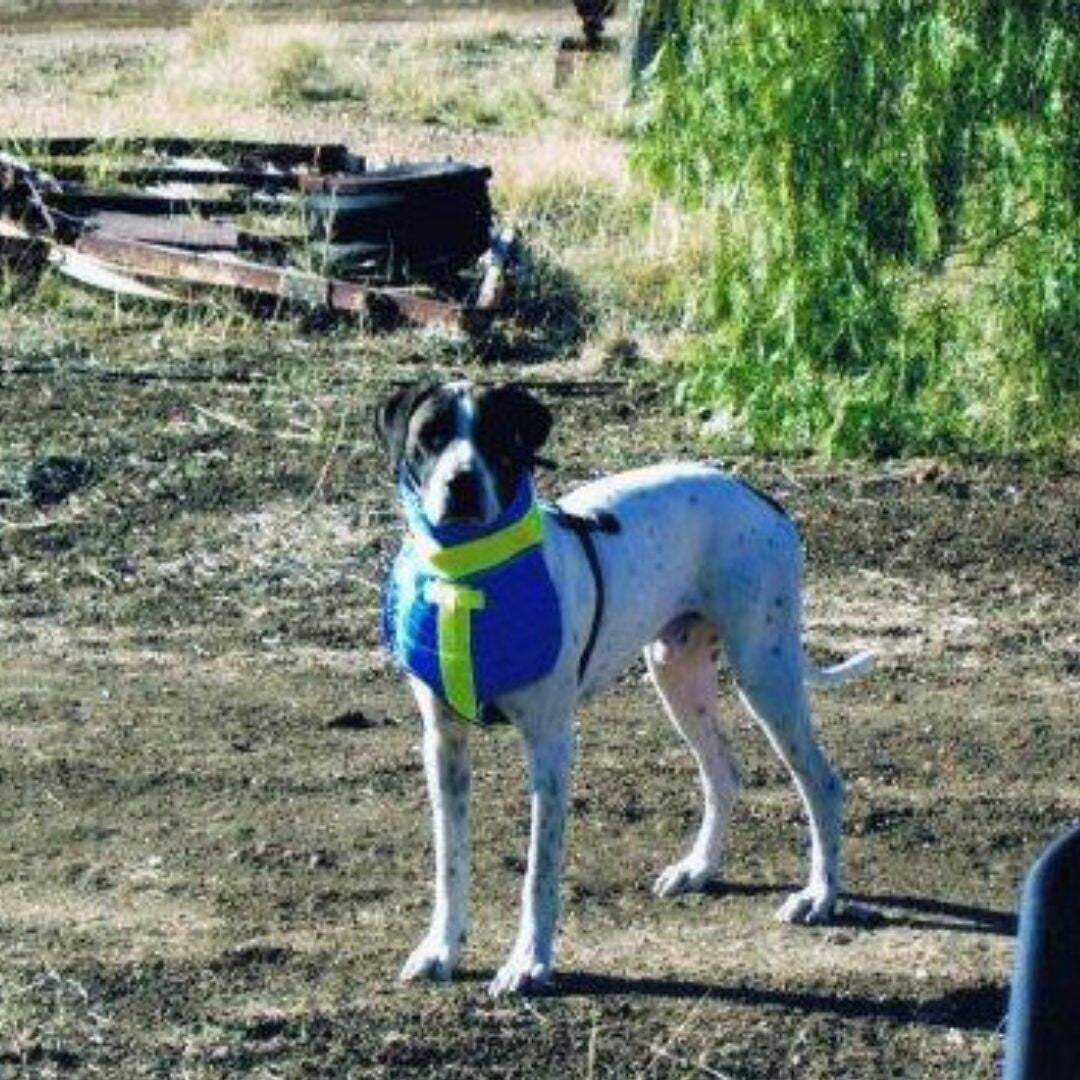 Duncans Breast Plate