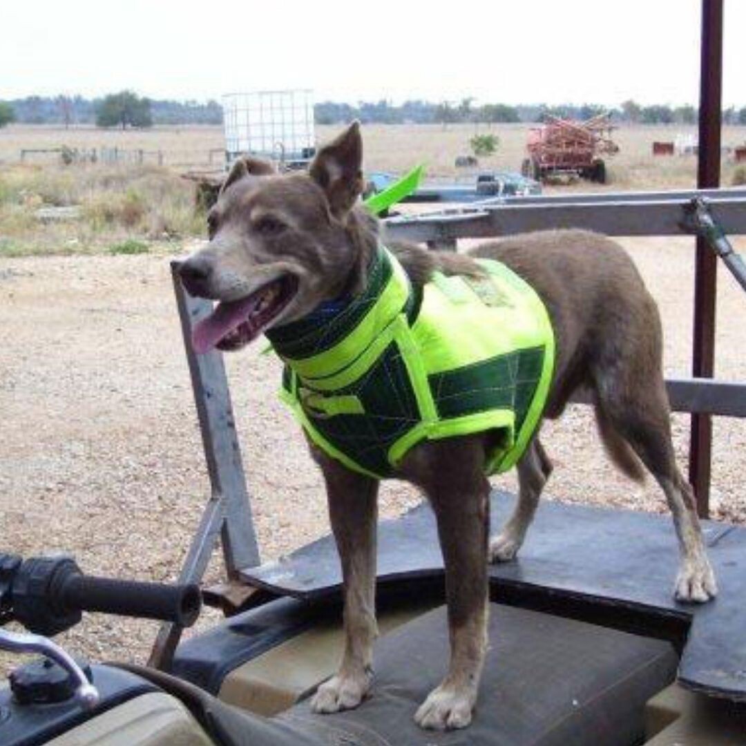 Duncans Full Body Collar S