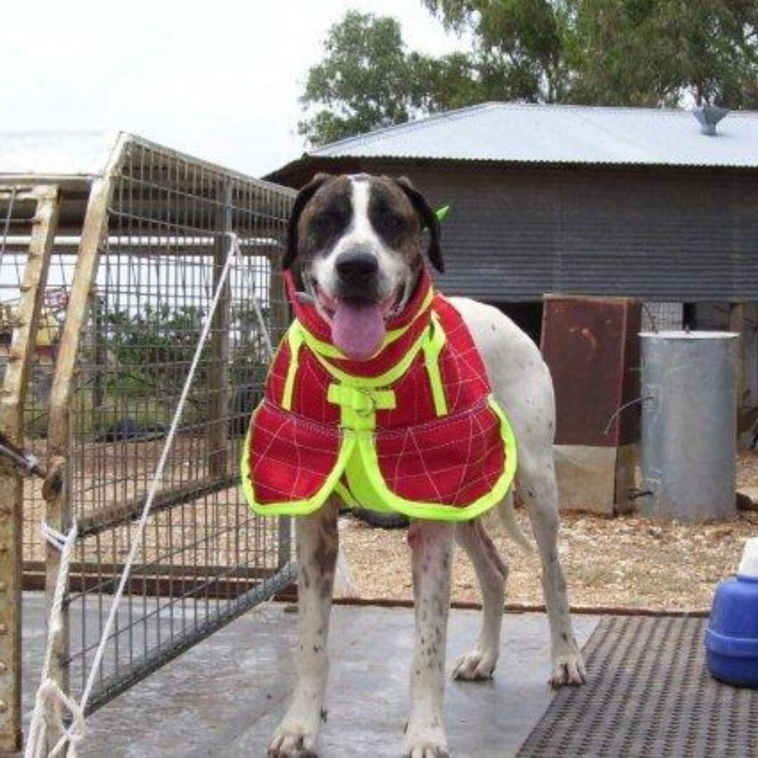 Duncans Full Body Shoulder Flaps