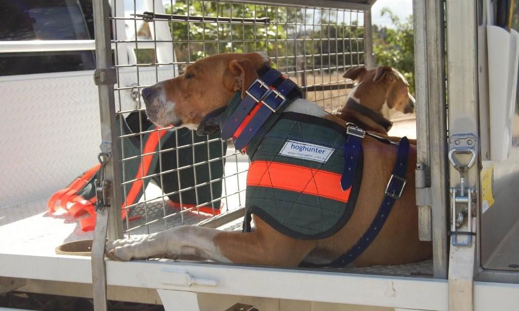 Hog Hunter Canvas Chestplate Full Body - Fraser Coast Outdoors